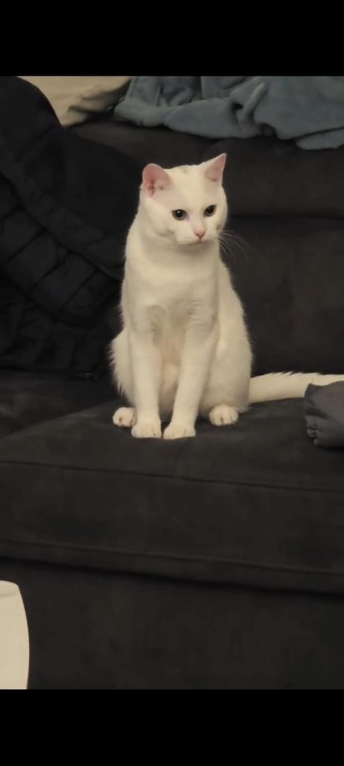 Kater sucht ein neues Zuhause