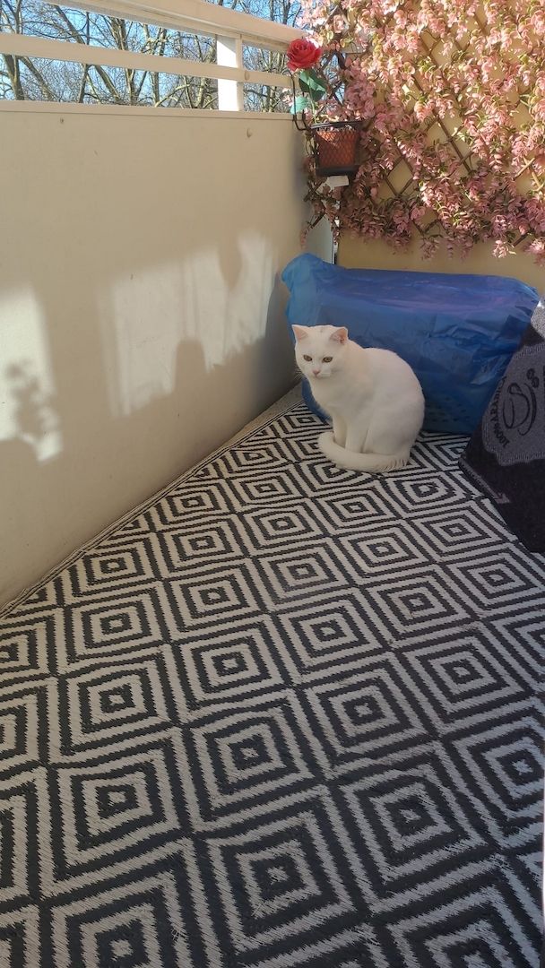 Kater sucht ein neues Zuhause