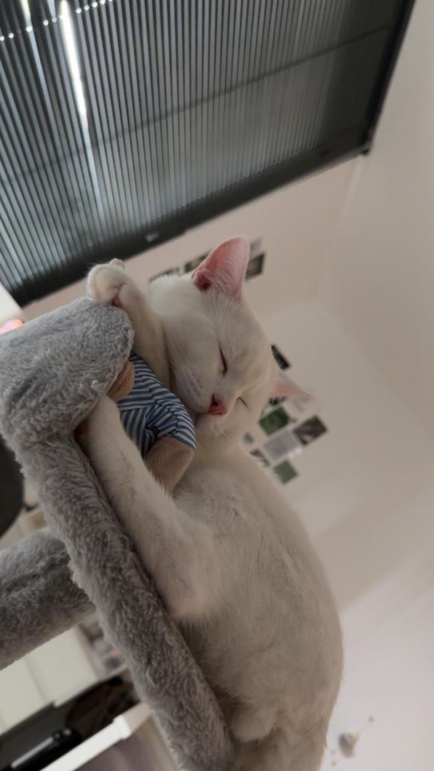 Kater sucht ein neues Zuhause