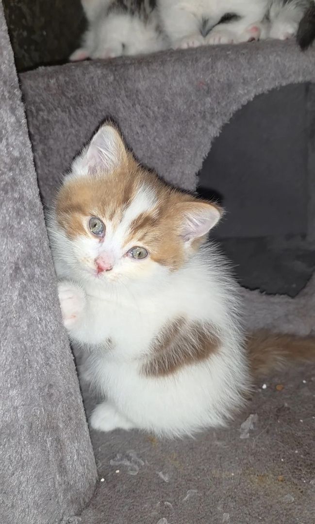 Munchkin-Katze