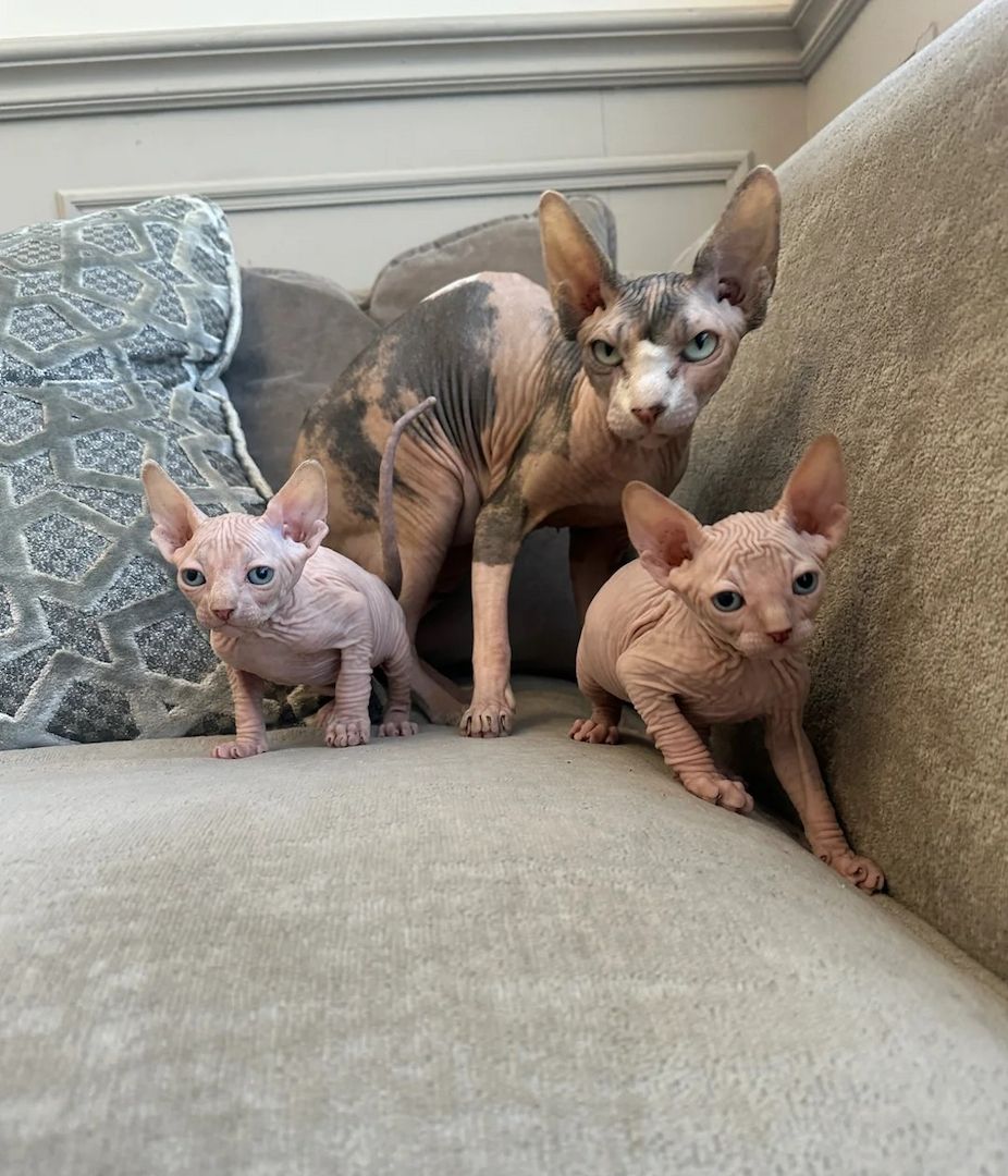 zwei wunderschöne Sphynx-Kätzchen