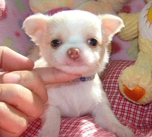 Chihuahua Welpen