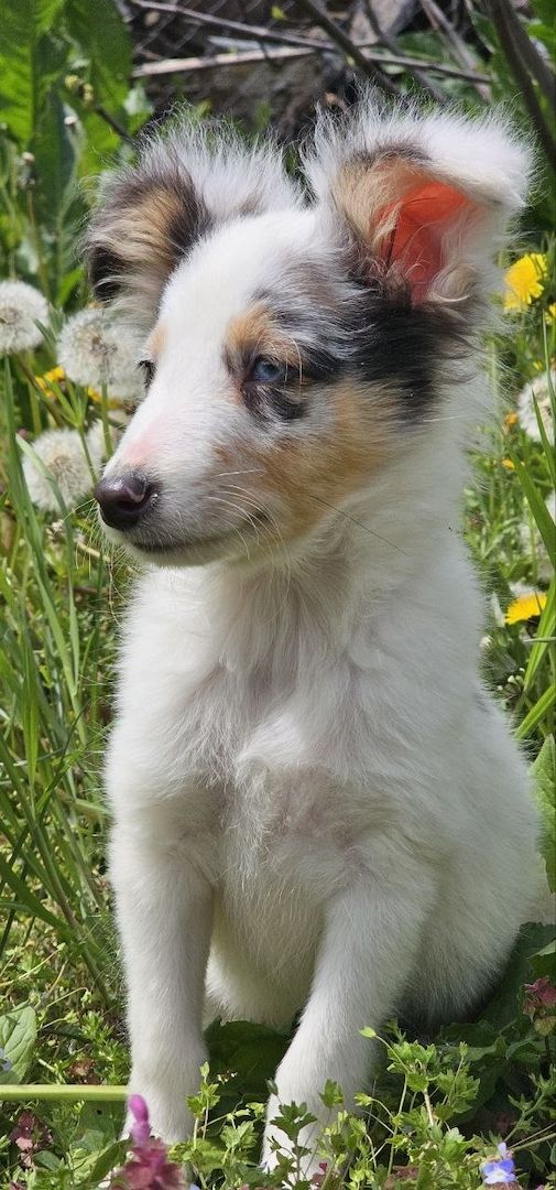 Blue Merle Sheltie-Männchen 