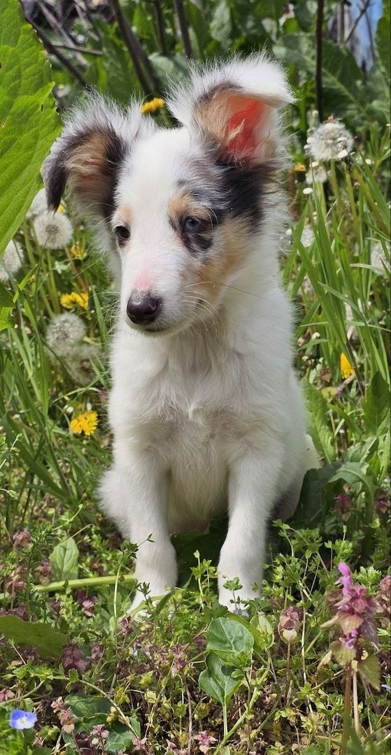 Blue Merle Sheltie-Männchen 