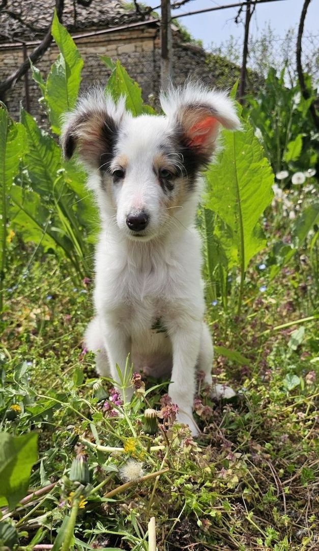 Blue Merle Sheltie-Männchen 