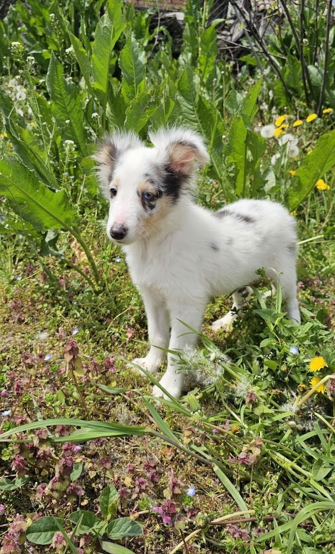 Blue Merle Sheltie-Männchen 