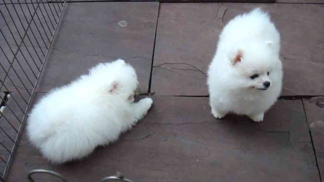 MINI POMERANIAN ZWERGSPITZ BOO WELPEN ZUM VERSCHENKEN