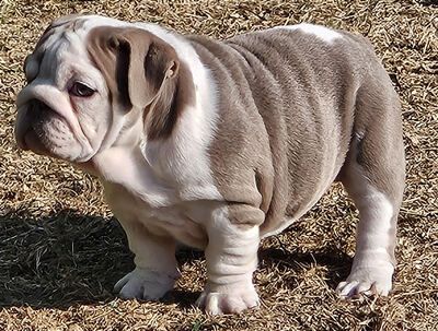 Old English Bulldog Welpen suchen ein Zuhause