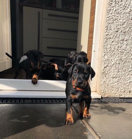 Süße Dobermann-Welpen
