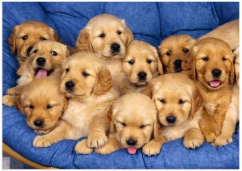 Golden Retriever Welpen zur Annahme