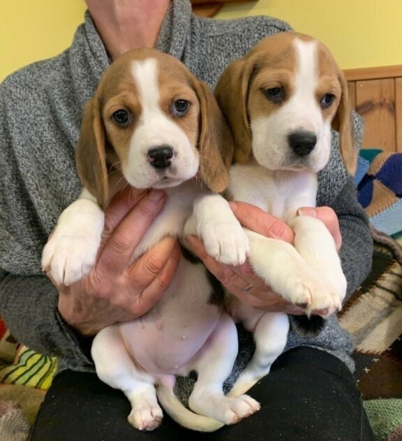 Beagle welpen