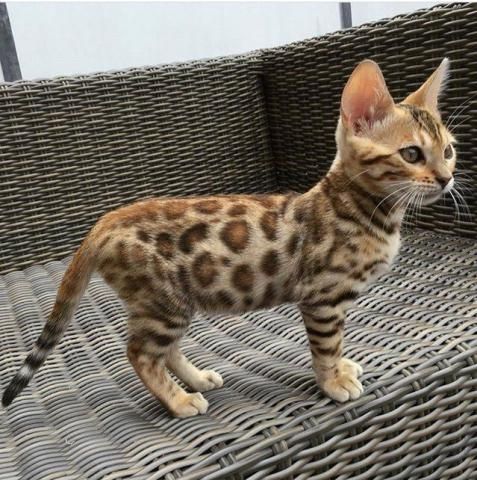 bengal katzen