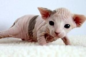 Sphynx-Kätzchen