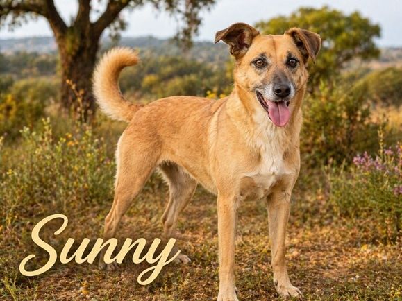Sunny – eine selbstbewusste Dame