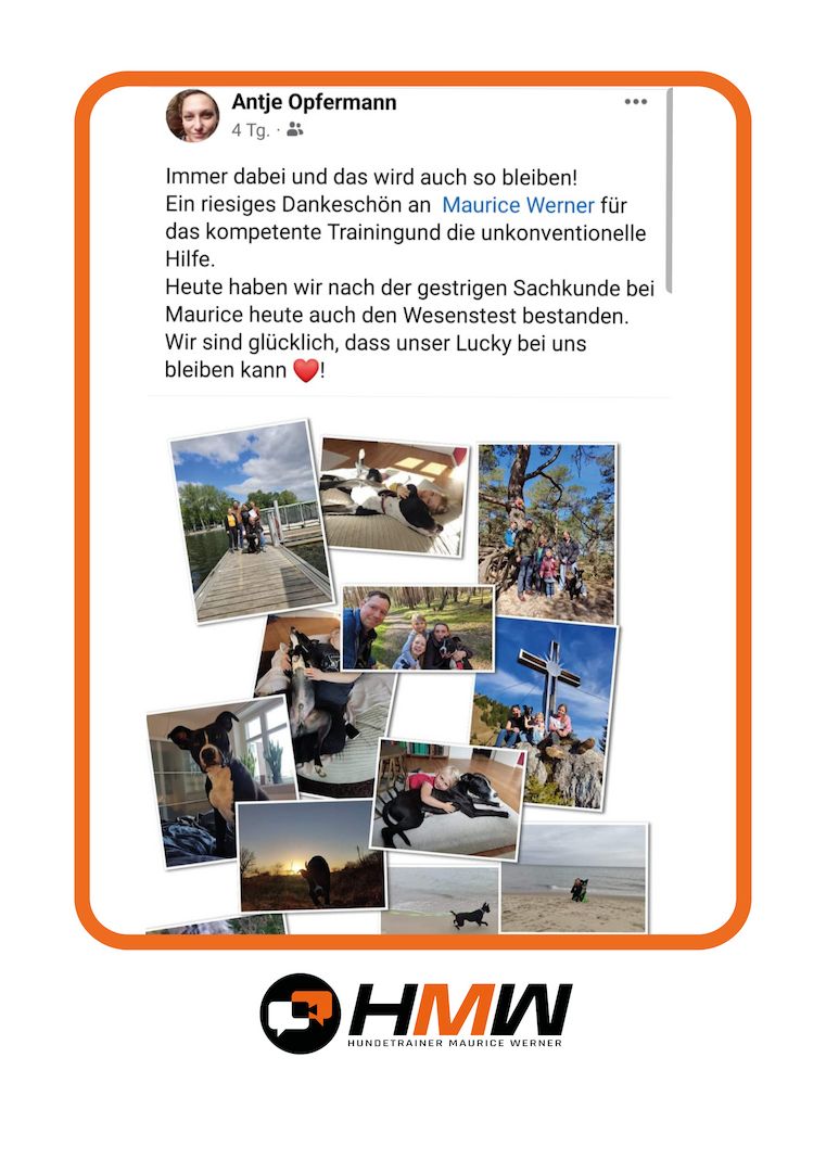 Professionelles Hundetraining – Persönlich oder auch via Video