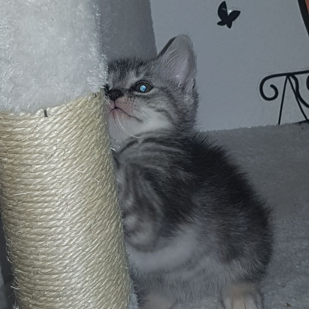 3 Kleine Katzen Kinder