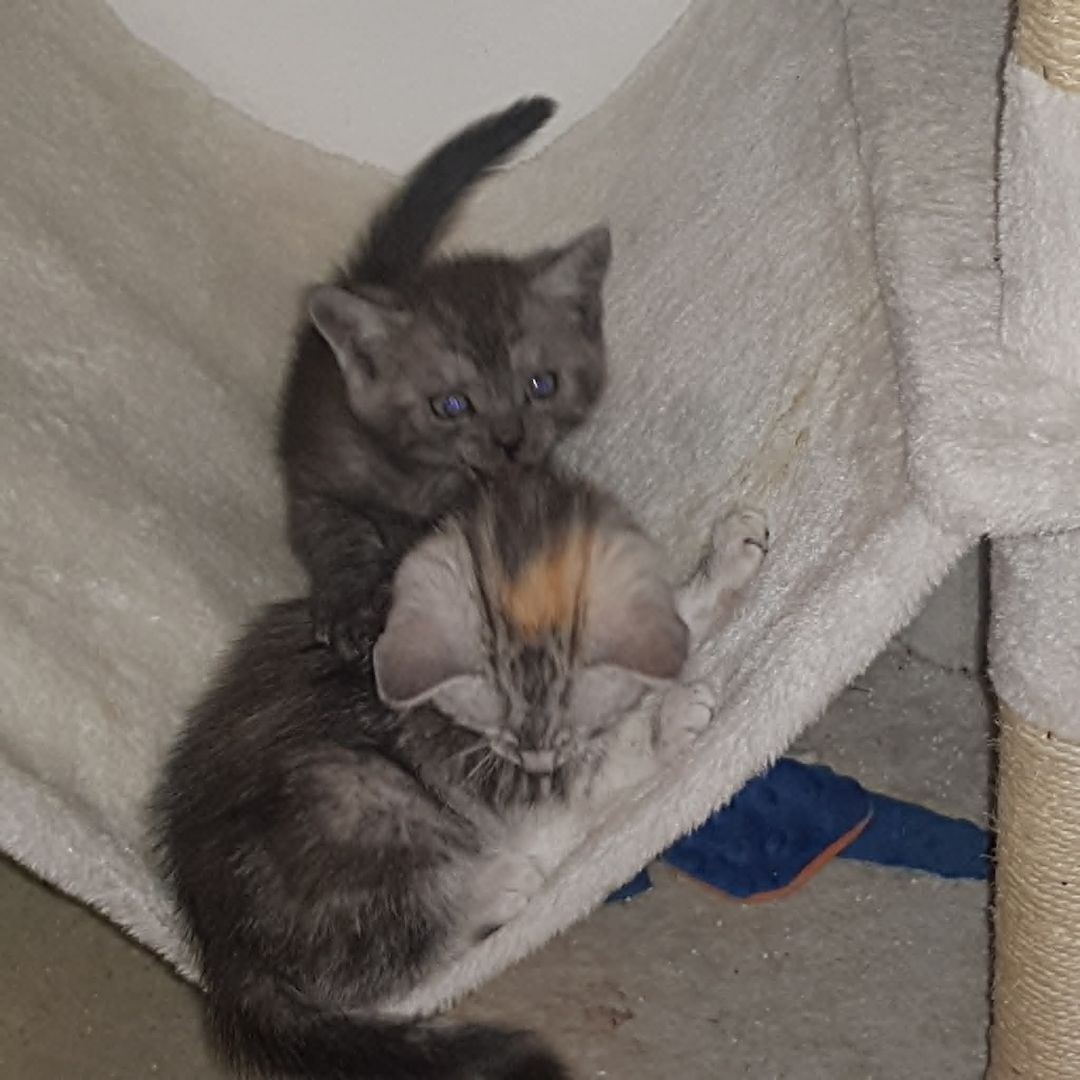 3 Kleine Katzen Kinder