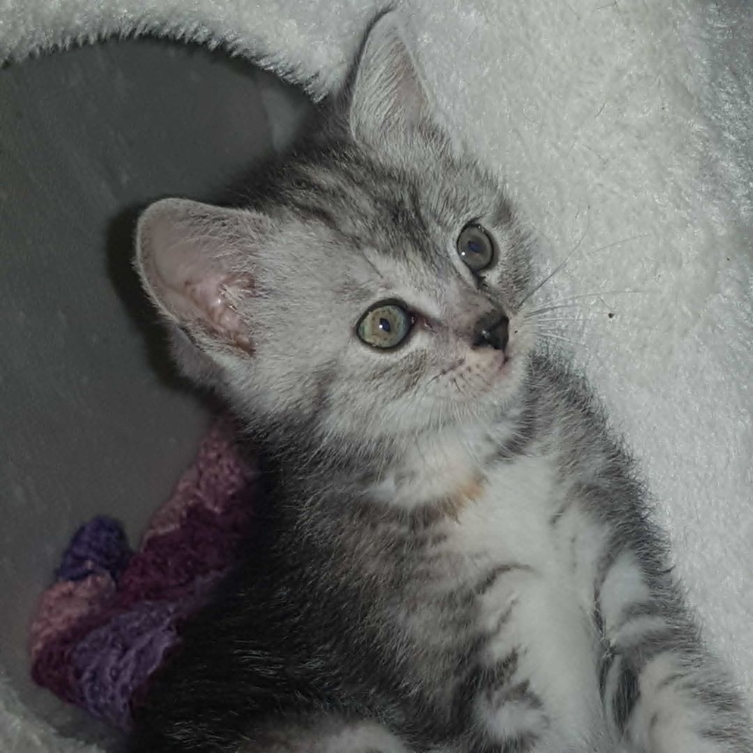 3 Kleine Katzen Kinder