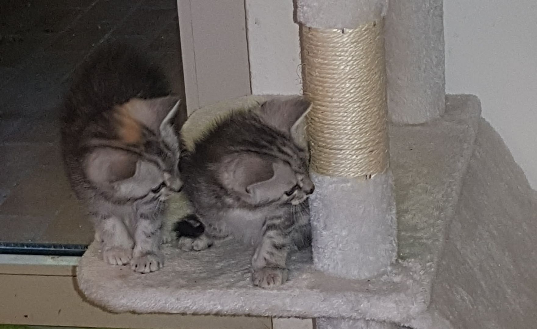 3 Kleine Katzen Kinder