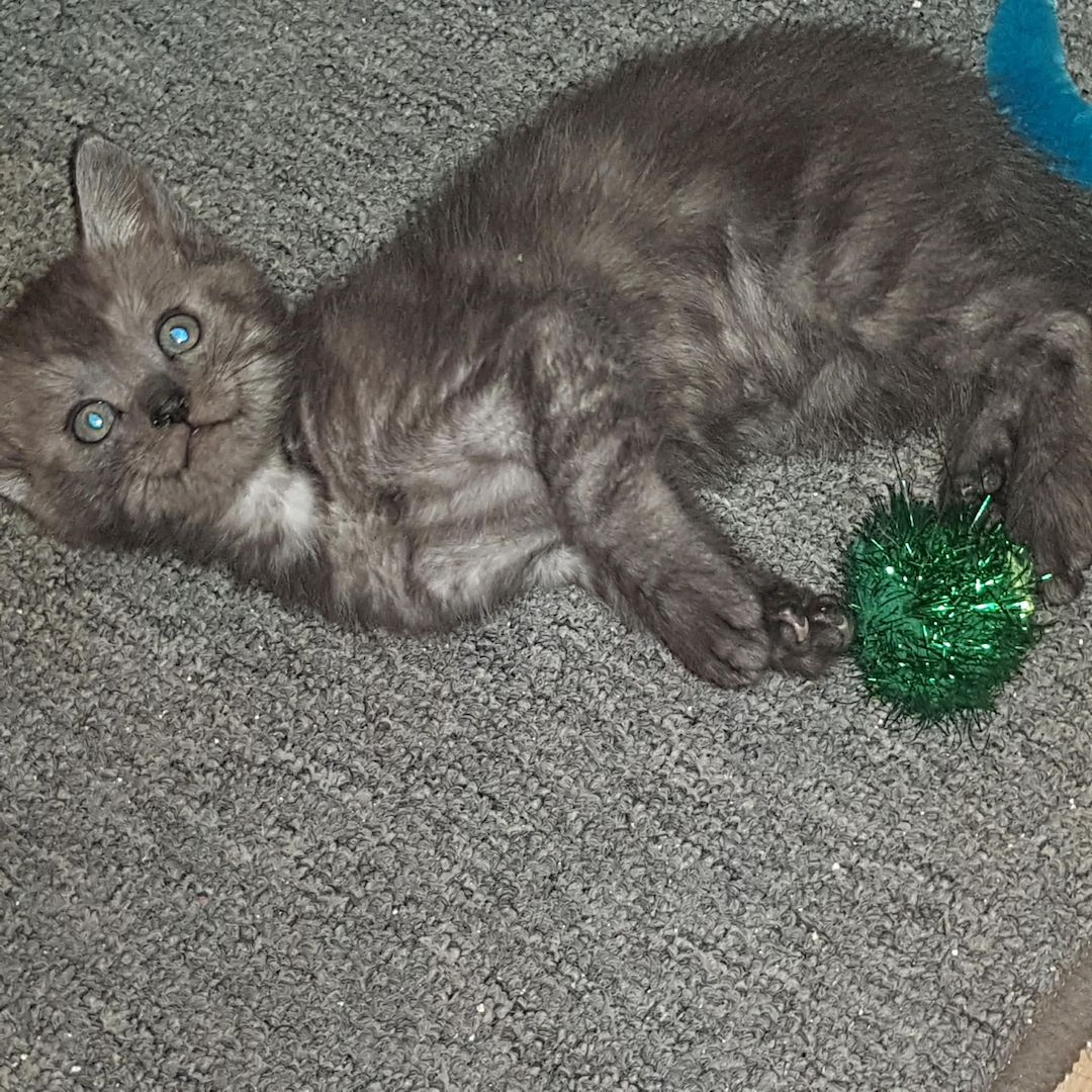 3 Kleine Katzen Kinder