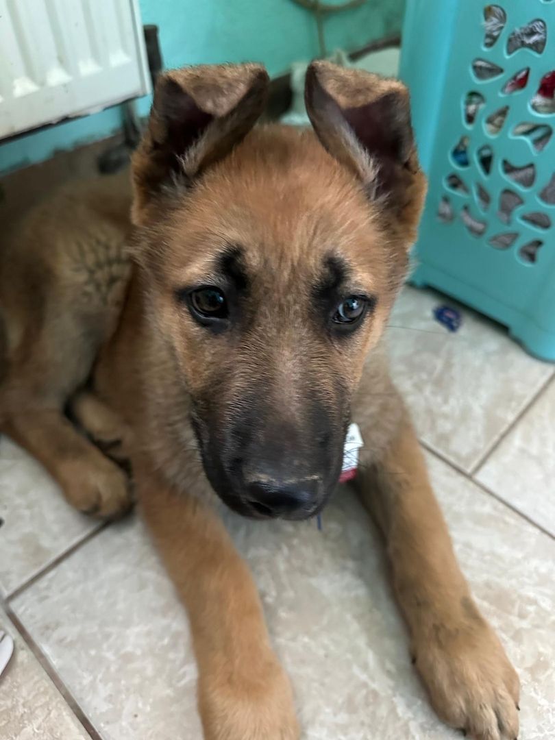 Deutscher Schäferhund