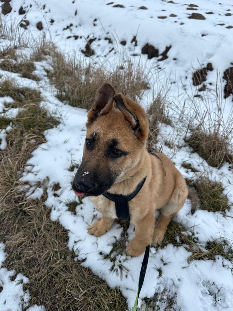 Deutscher Schäferhund