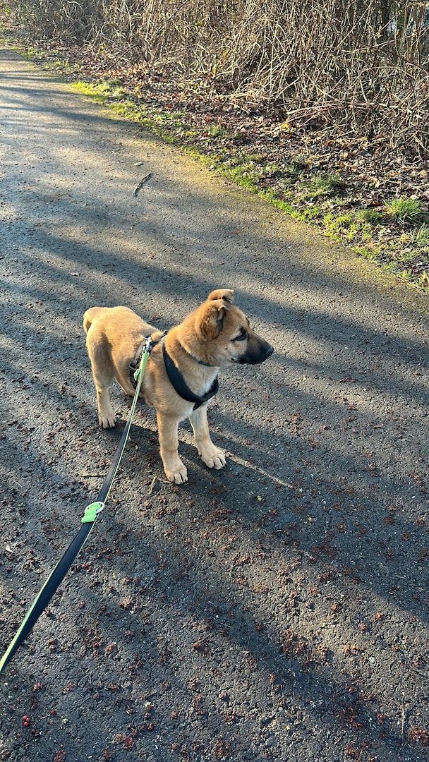 Deutscher Schäferhund