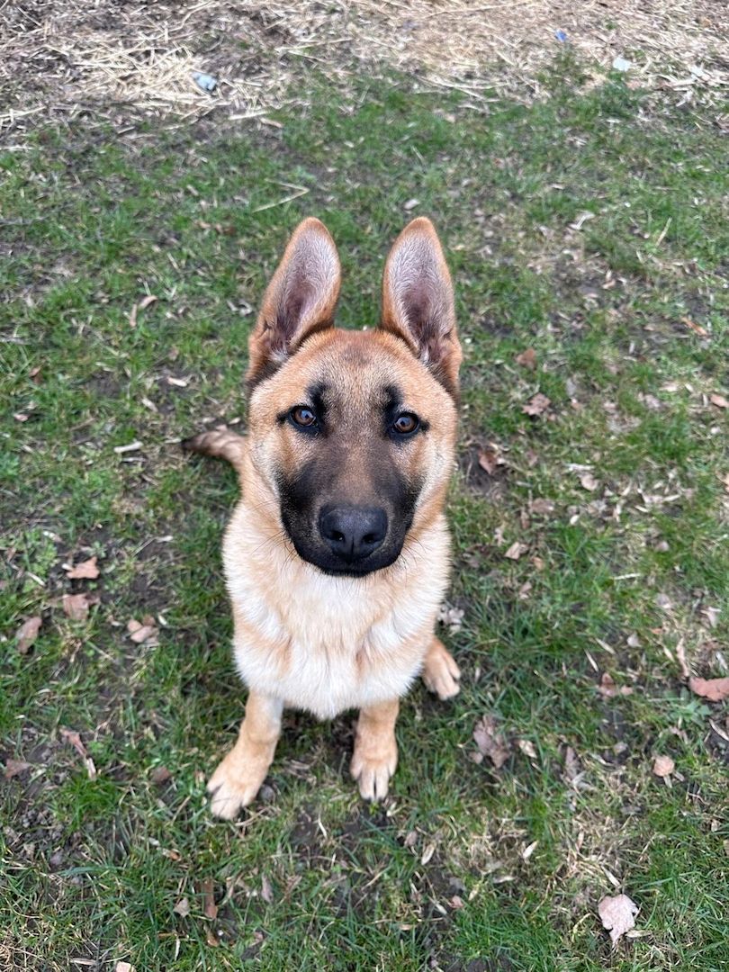 Deutscher Schäferhund