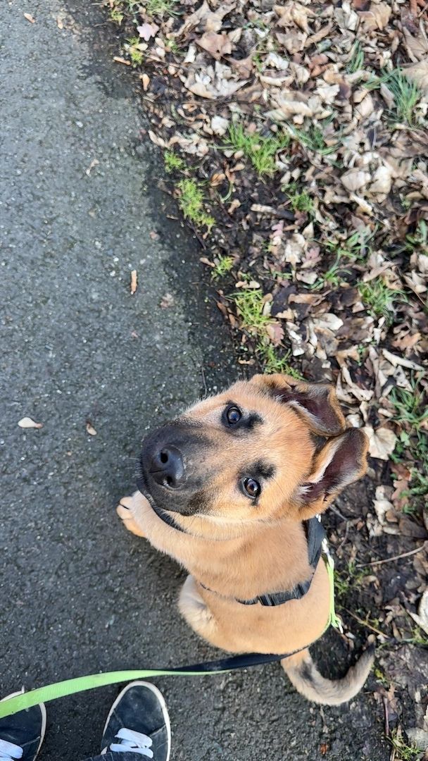 Deutscher Schäferhund
