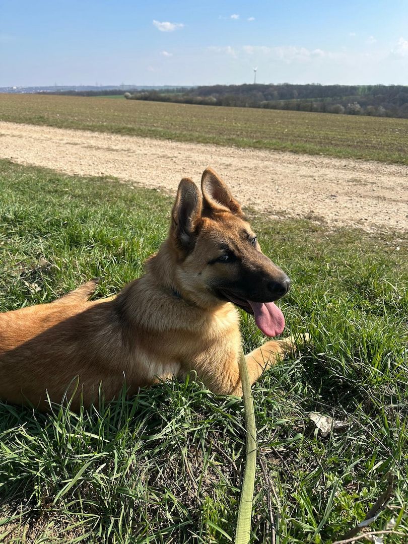 Deutscher Schäferhund