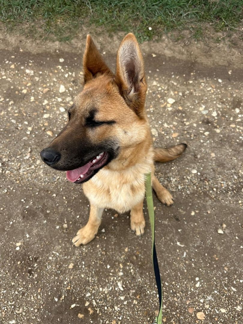 Deutscher Schäferhund