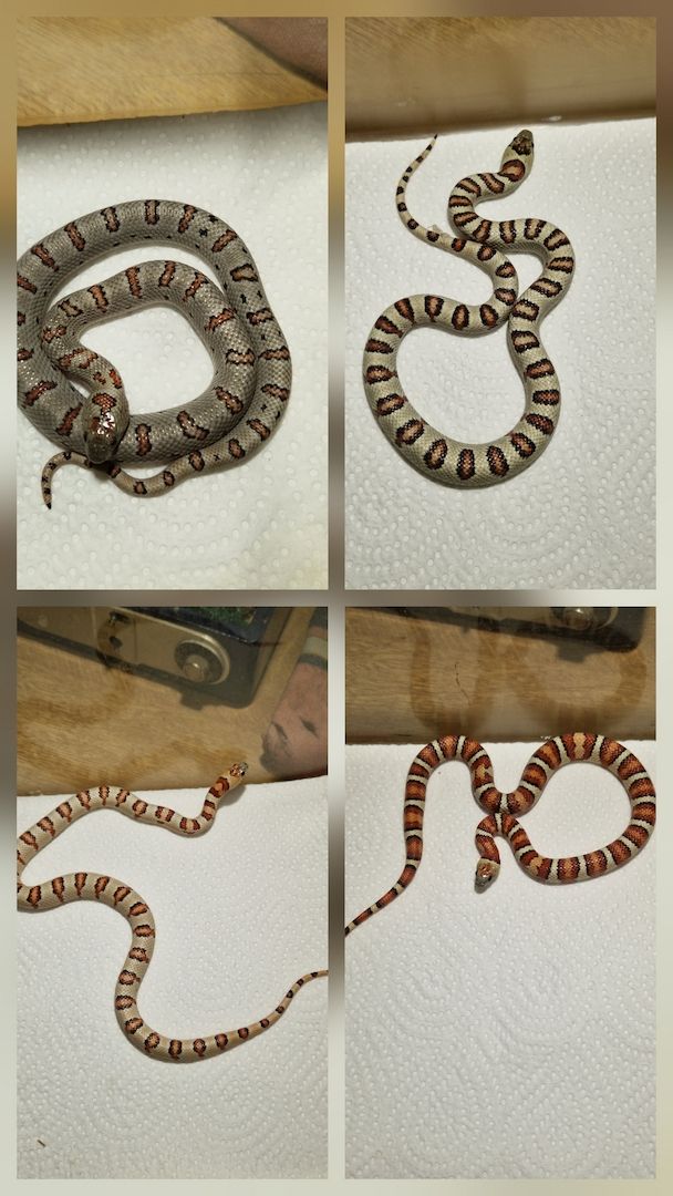Lampropeltis greeri,leoni und mexicana