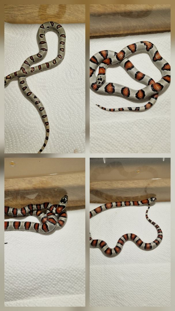 Lampropeltis greeri,leoni und mexicana