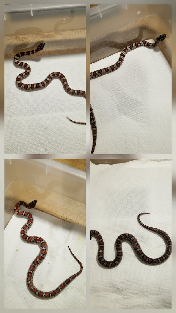 Lampropeltis greeri,leoni und mexicana
