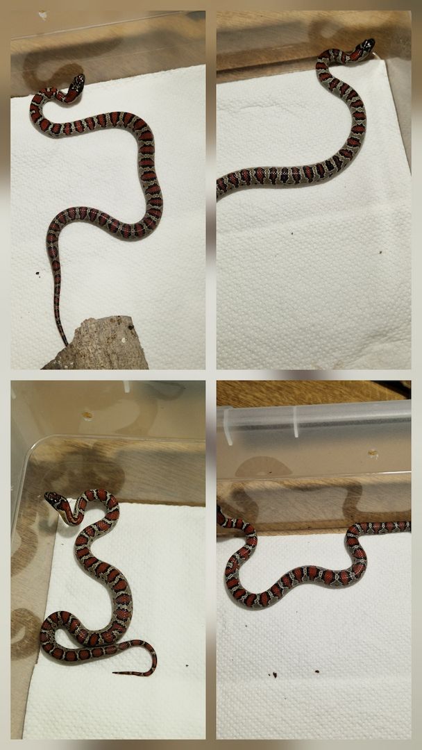 Lampropeltis greeri,leoni und mexicana