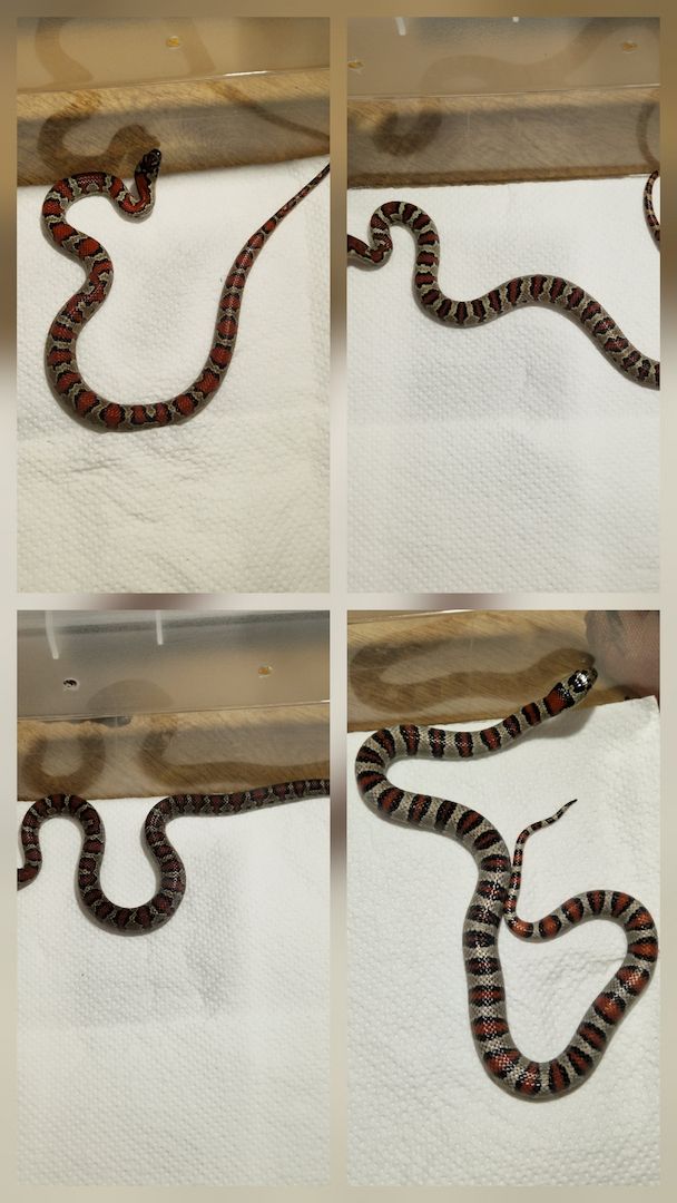 Lampropeltis greeri,leoni und mexicana