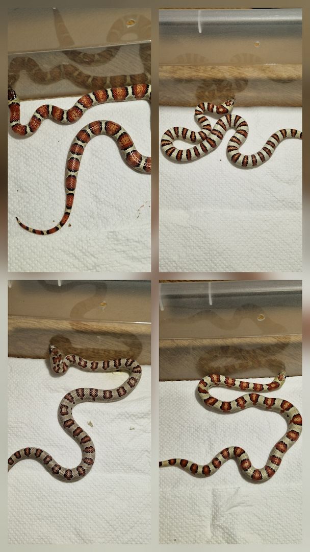 Lampropeltis greeri,leoni und mexicana
