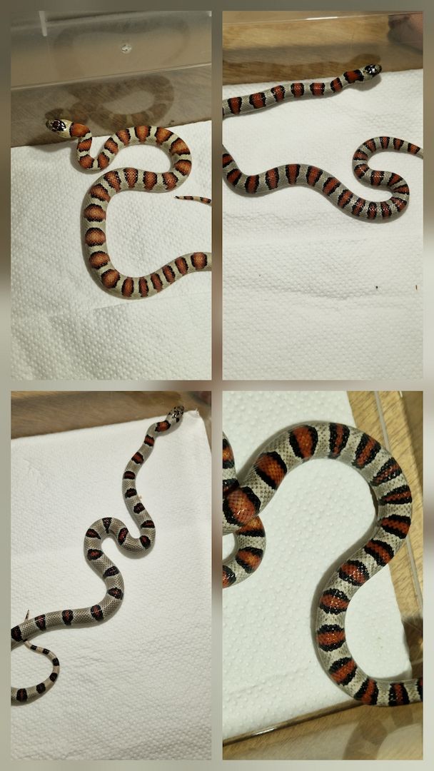 Lampropeltis greeri,leoni und mexicana
