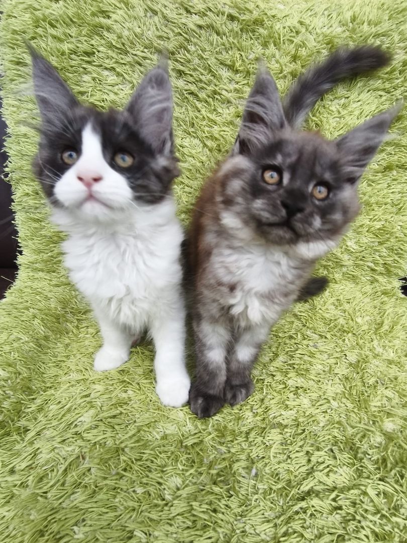 Reinrassige Maine Coon Kitten mit Stammbaum