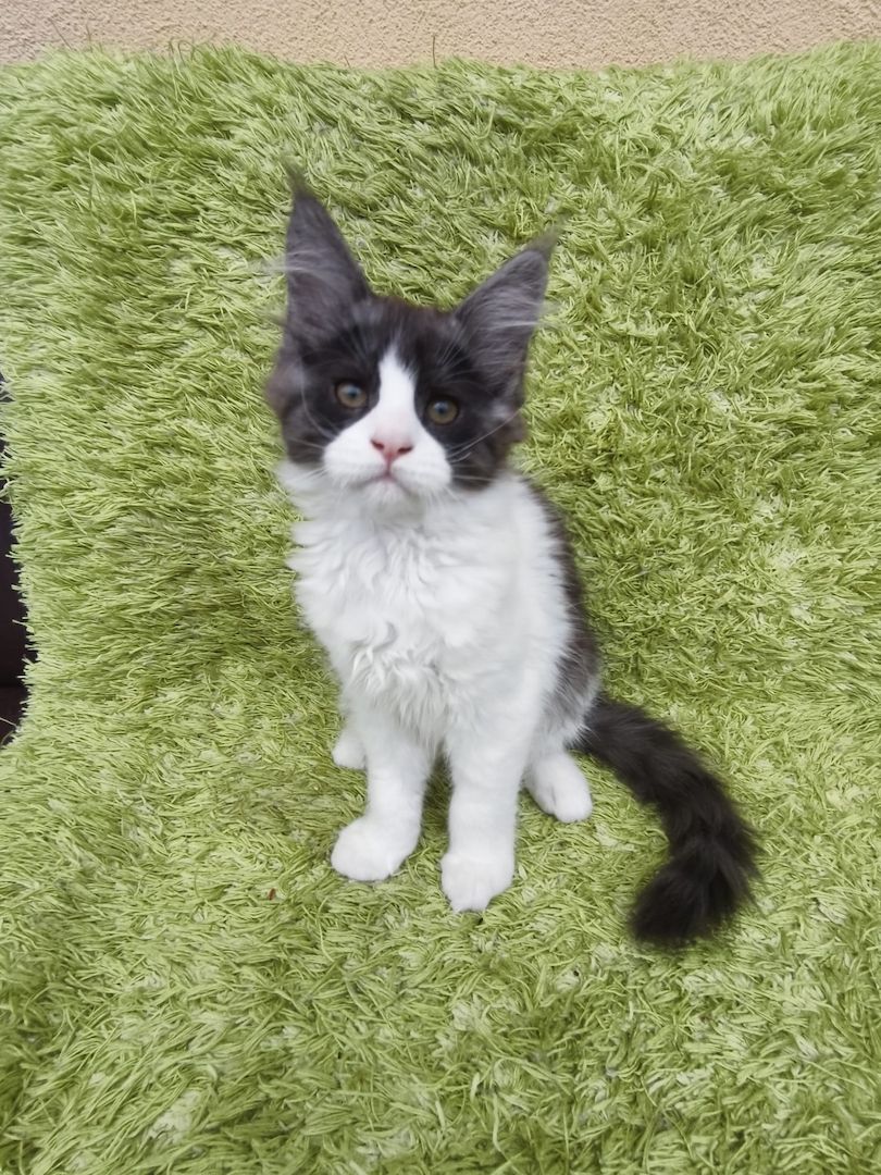 Reinrassige Maine Coon Kitten mit Stammbaum