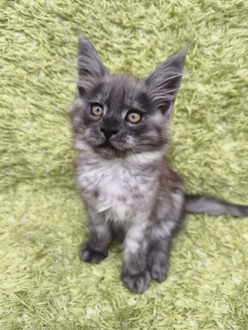 Reinrassige Maine Coon Kitten mit Stammbaum