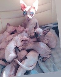 Male and Female Blue eyes Sphynx Kittens up and Ready