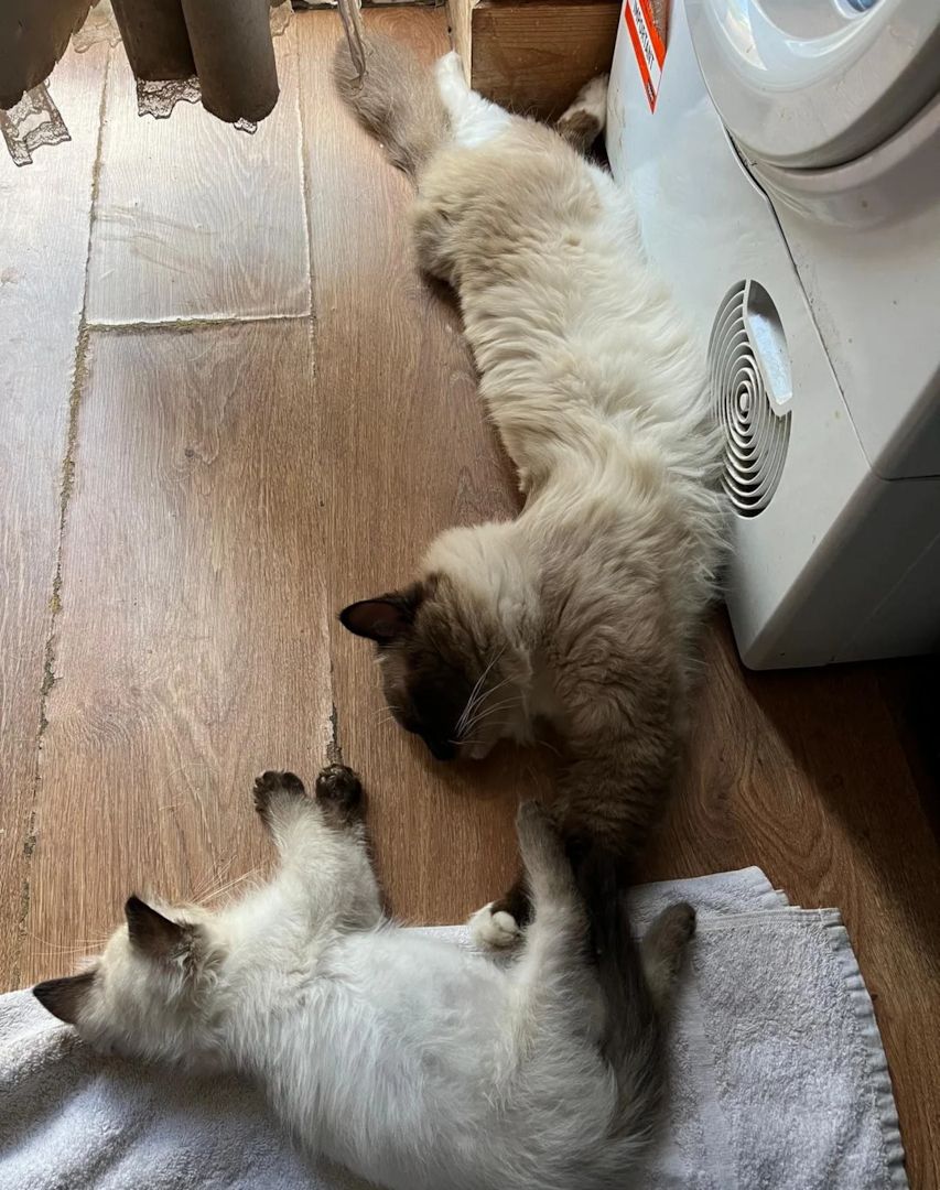 Wunderschöne GCCF-Ragdoll-Kätzchen