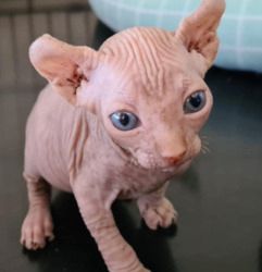 Sphynx-Kätzchen