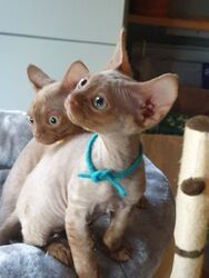 Devon Rex-Kätzchen in meiner Nähe