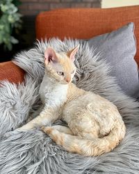 Devon Rex-Kätzchen in meiner Nähe