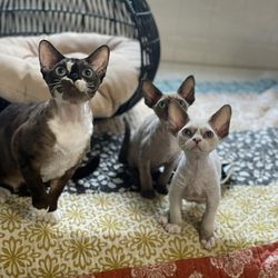 Devon Rex-Kätzchen in meiner Nähe