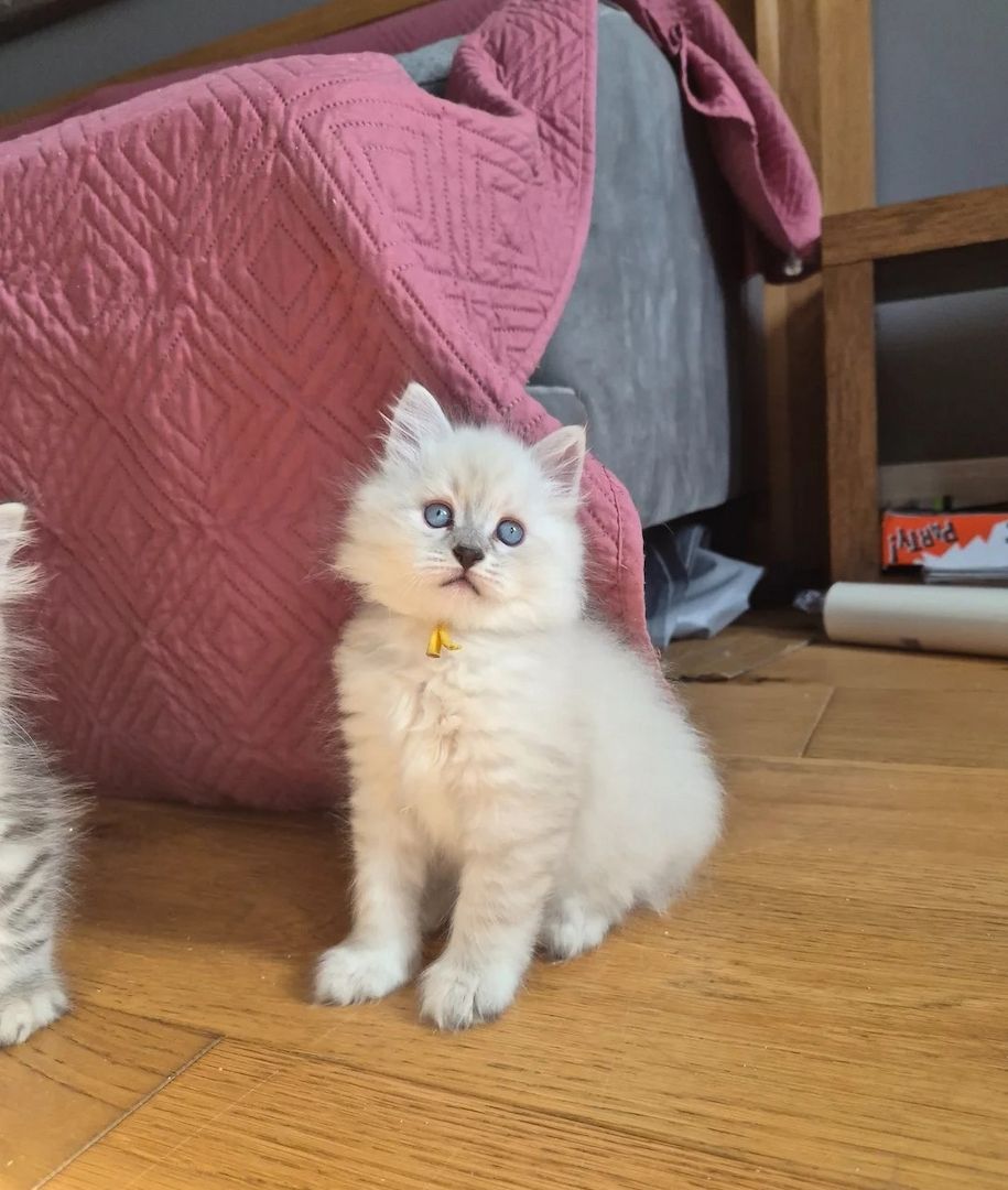 Sibirischen Katzen
