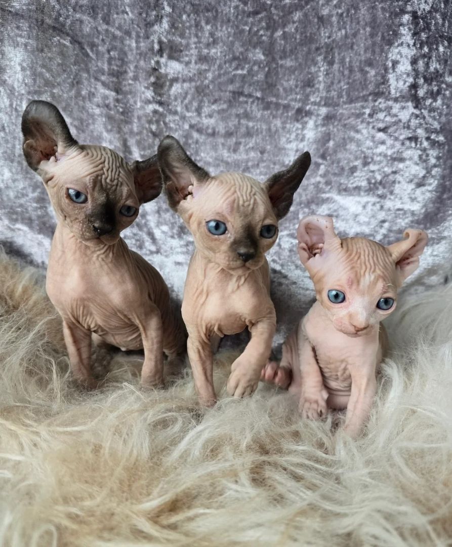 Sphynx-Kätzchen