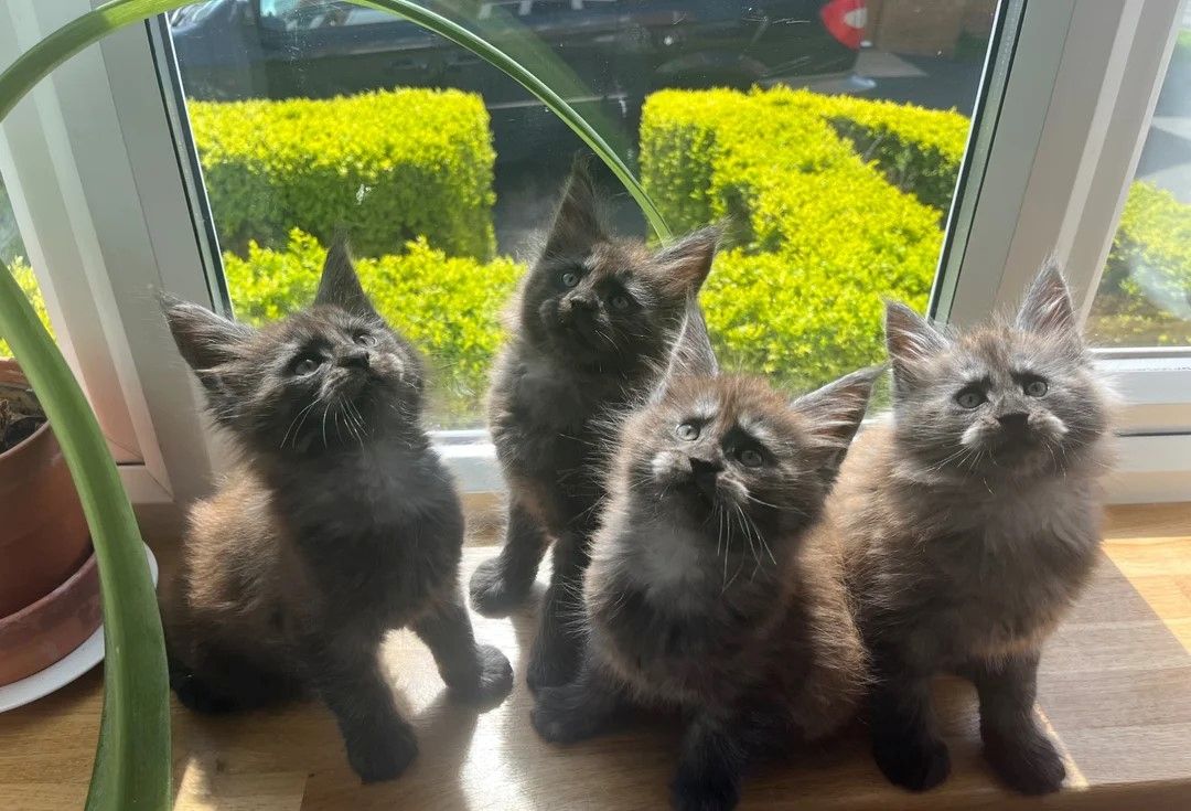 ⭐️Wunderschöne Maine-Coon-Kätzchen⭐️
